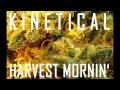 Kinetical - Harvest Mornin' [Bug A Boo Riddim/Kinetikush EP] [Nov 2012]
