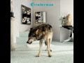 Grinderman - Worm Tamer