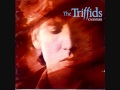 The Triffids - Jerdacuttup Man