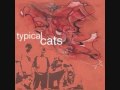 Any Day - Typical Cats