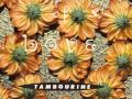 Tambourine - The Summer Of Love